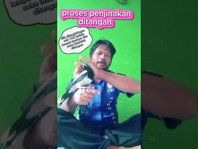 Proses penjinakan ditangan #jagalpapua  gacor