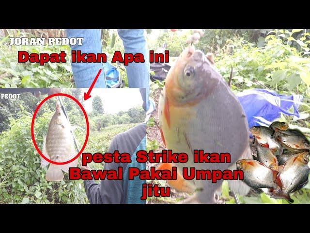 BONGKAR,UMPAN MANCING IKAN BAWAL LIAR DI BANJARMASIN