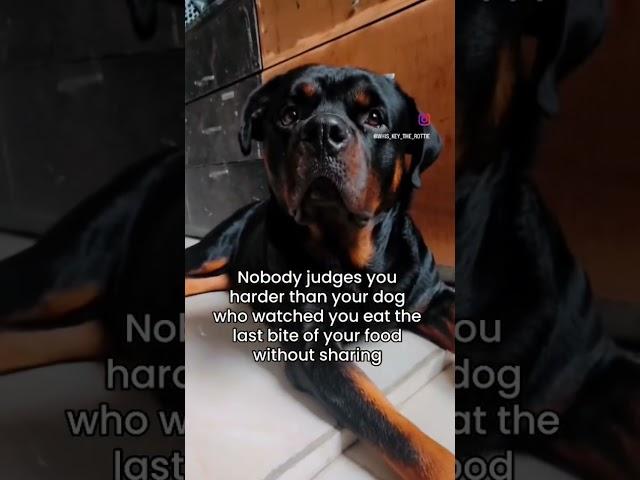 #rottweiler #pets #dog #rottie #doggo #cute #funny #doglover #rottweilers #rottweilerpuppy