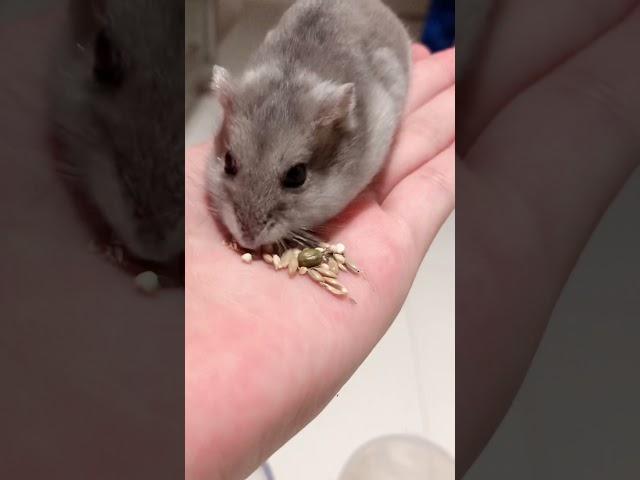 My hamster + hand reveal!!!  fleurique