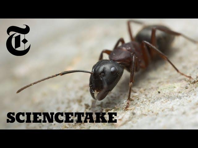 How Ants Sniff Out Food | ScienceTake