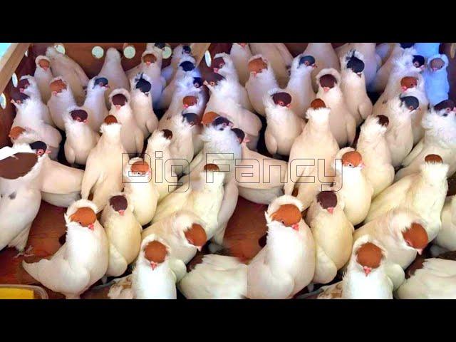 Best fancy Pigeon farm - fancy pigeon video || beautiful fancy pigeons || unique fancy pigeon breeds