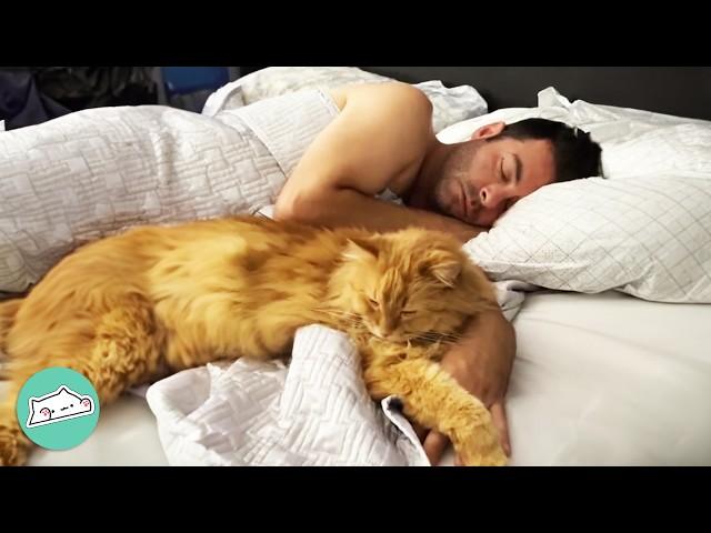 Shy Cat Falls In Love With Dad And Makes Mom Jealous | Cuddle Buddies