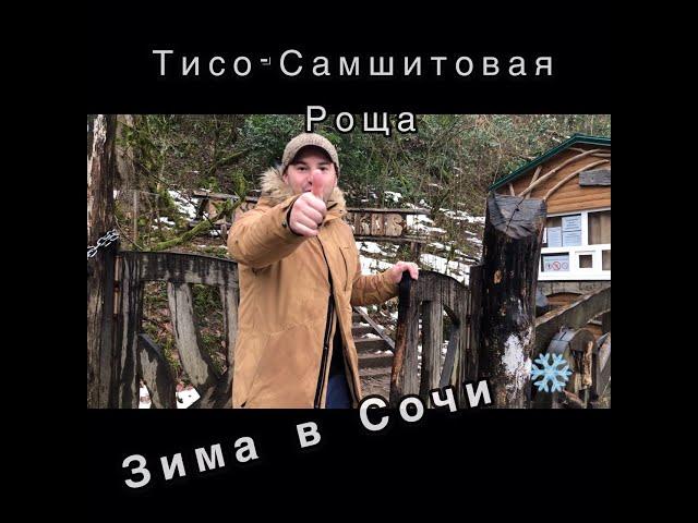 ️ Зима в Сочи 2021. Тисо-Самшитовая Роща.