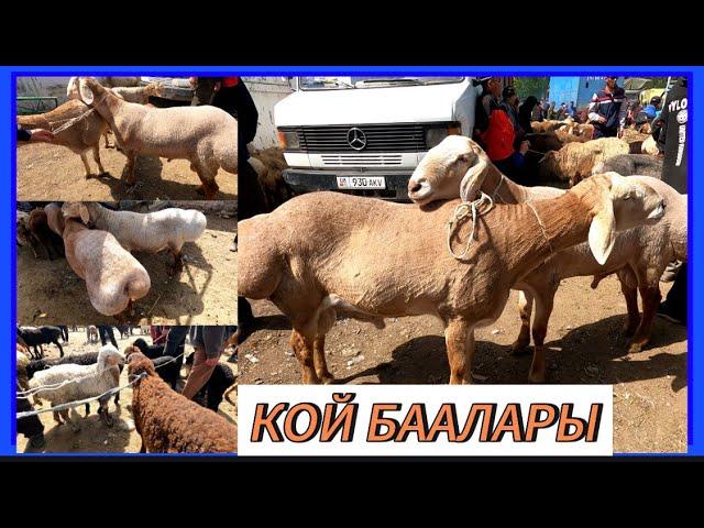 КОЙ БААЛАРЫ / МАЛ-БАЗАР/ КАРА-БАЛТА / 21.04.2024