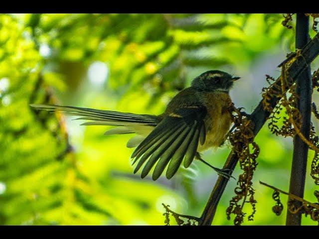 Fantail/ Pīwakawaka with call - Birds of Inland Kapiti, New Zealand