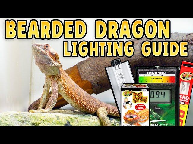 Beginner Guide to Bearded Dragon Lights and Heat!