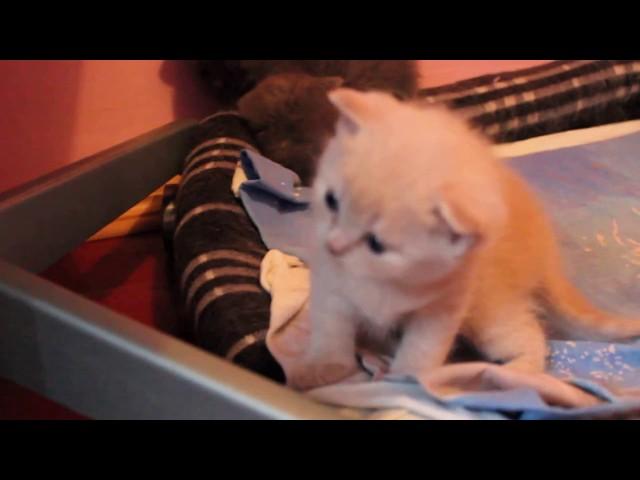 Шотландские котята из питомника  Bastet.in.ua Scottish fold kitten  Cattery