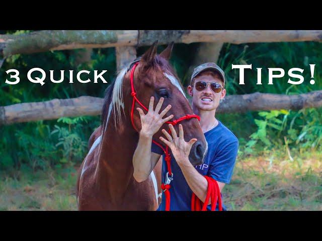 How To Pet A Horse Correctly... DON'T Do It Wrong!