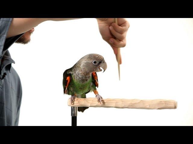 How to Target Train Your Parrot | Parrot Training