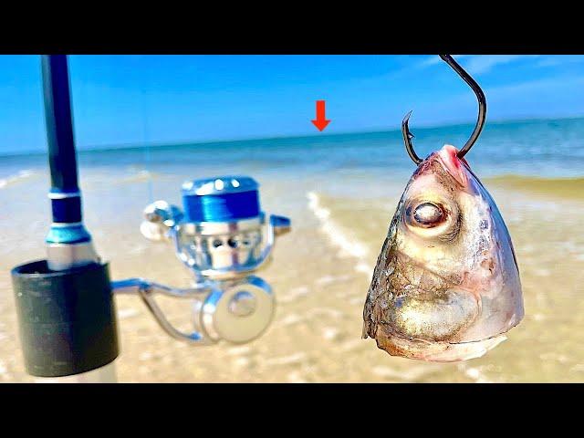 I Tossed a CUT! MULLET off this BEACH and CAUGHT THIS!