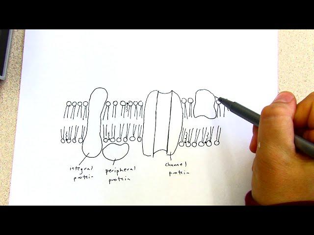 How to draw a cell membrane