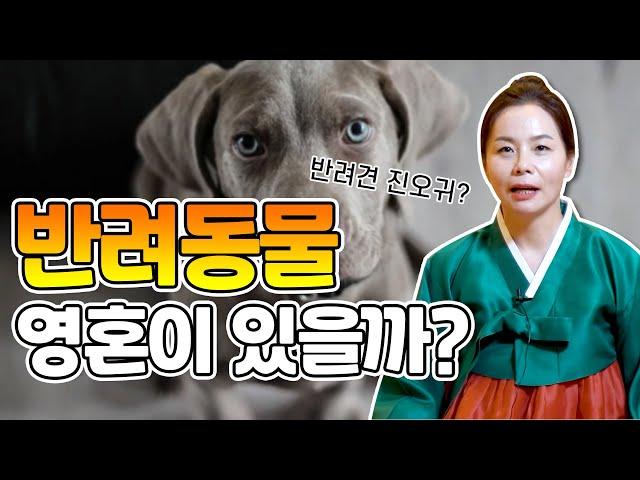 반려동물도 영혼이 있을까? ※지혜신당 선생님의 눈물펑펑 쏟은 이야기※