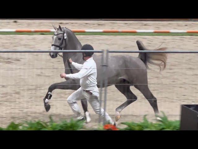 Premium Gelders stallion Parodie (Alexandro P x Victory) at the Stallion Show