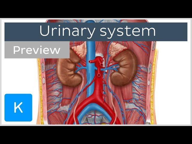 Urinary system: organs and functions (preview) - Human Anatomy | Kenhub