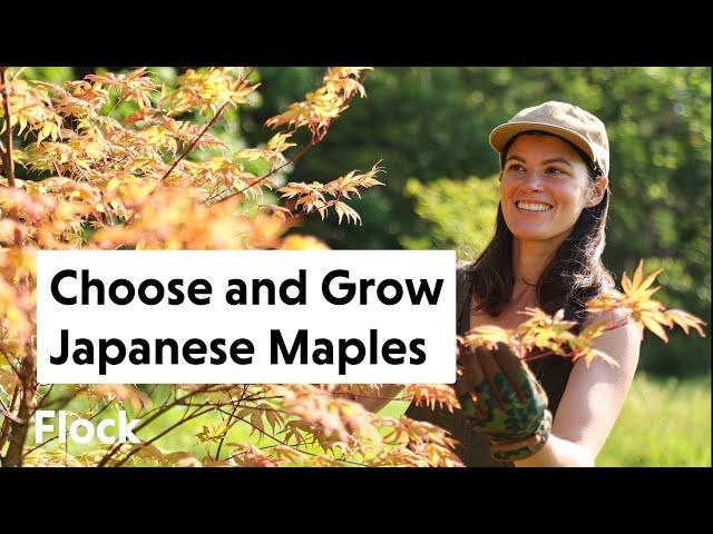 Selecting, Growing and Caring for JAPANESE MAPLES in the Landscape — Ep. 107