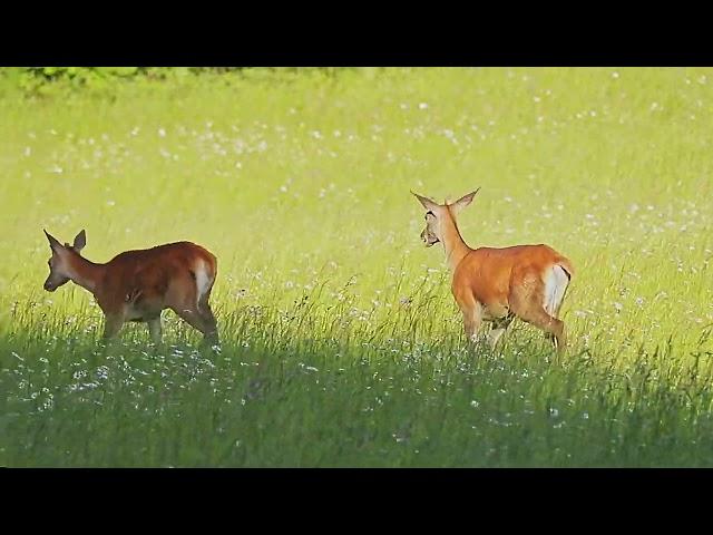 Deer graze on a meadow and the background sounds of nature