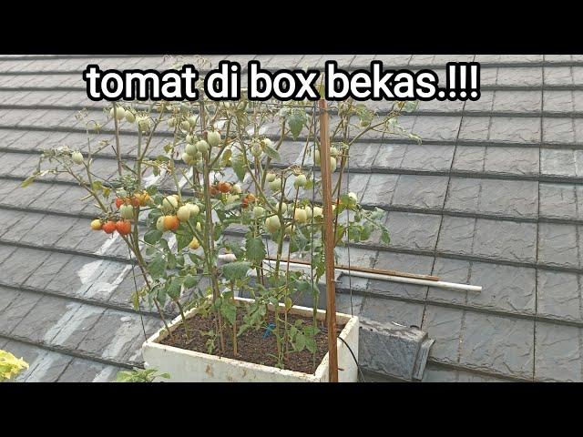 cara mudah menanam tomat di box bekas.agar berbuah lebat..#tomat #tomato #garden