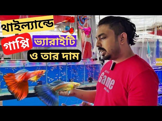 গাপ্পি মাছের সবথেকে বড় বাজার। Largest Guppy fish Market.