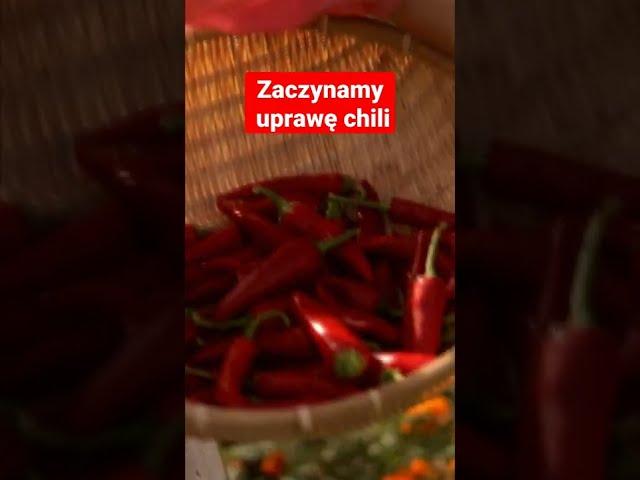 Zaczynamy uprawę chili - czas na wysiew nasion