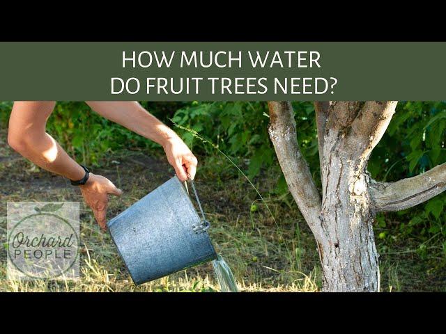 How much water do fruit trees need?  And when to stop watering?