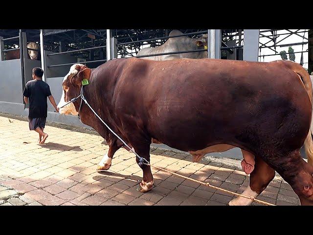 Deal Nego Cepat, Harganya Mantap | Sapi Super Jumbo 1 2 Ton Up Di Beli Anak Muda