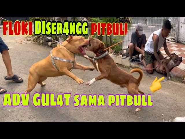 KING FLOKI DISER4NGg ANJING PITBULL DI BEKASI ‼️ ADv GvLAT SAMA PITBULL GALAK