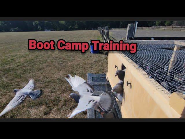 Training Racing Pigeons to be race ready! 20 miles radius complete | Race course is next.