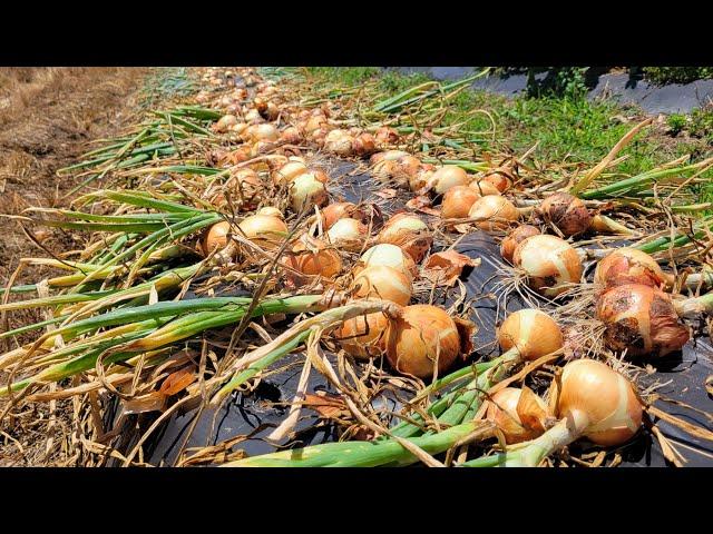 2 Tips to Grow lots of BIG Onions!!