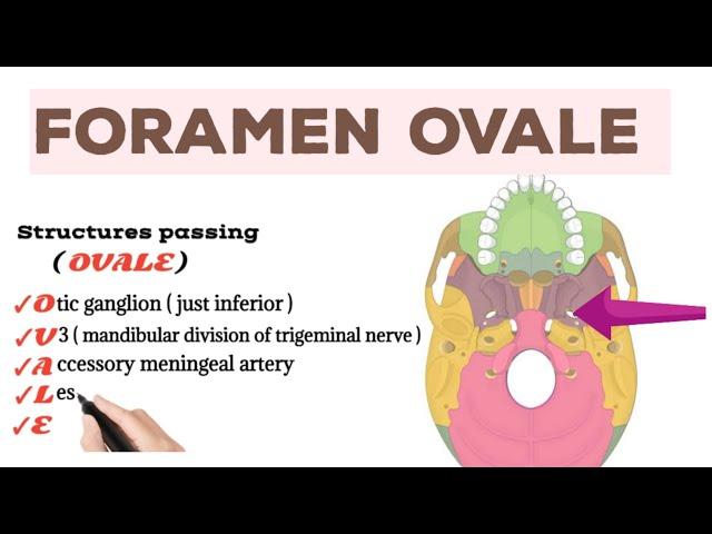 Structures passing through Foramen Ovale