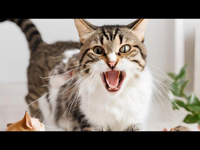 Mother Cat Calling For Her Kittens | Mummy Cat Voice | Mama Cats Meowing Videos |  Mom Cat Sounds