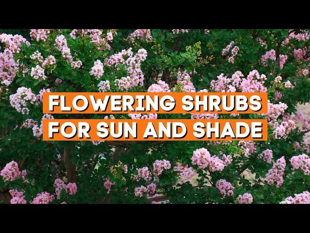 Top 7 Excellent Flowering Shrubs for Sun and Shade to Beautify Your Yard