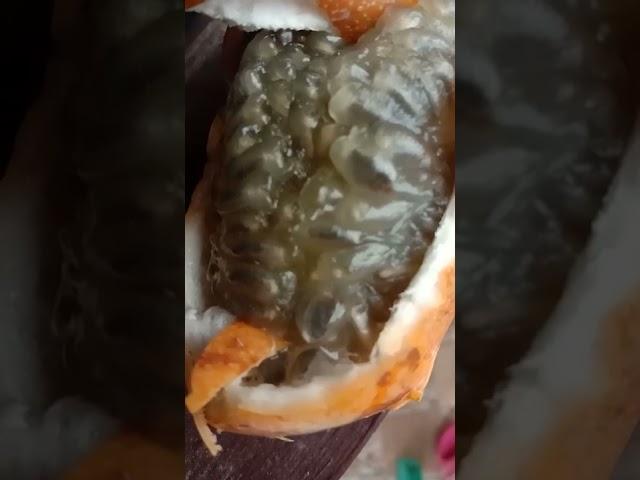 Passion fruit#masap#passionfruit#sweetgranadilla