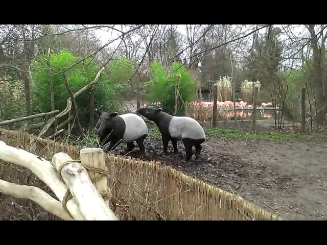 Malayan tapir sounds