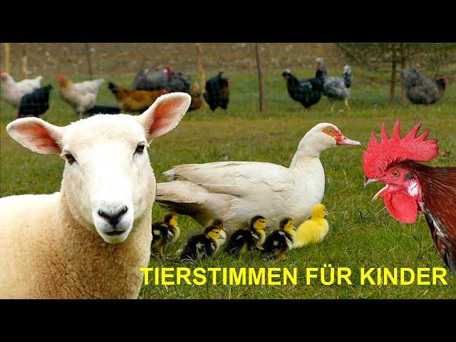 FOR SMALL CHILDREN 20 minutes of farm animal sounds WITHOUT MUSIC - cow, horse, chicken, sheep, duck