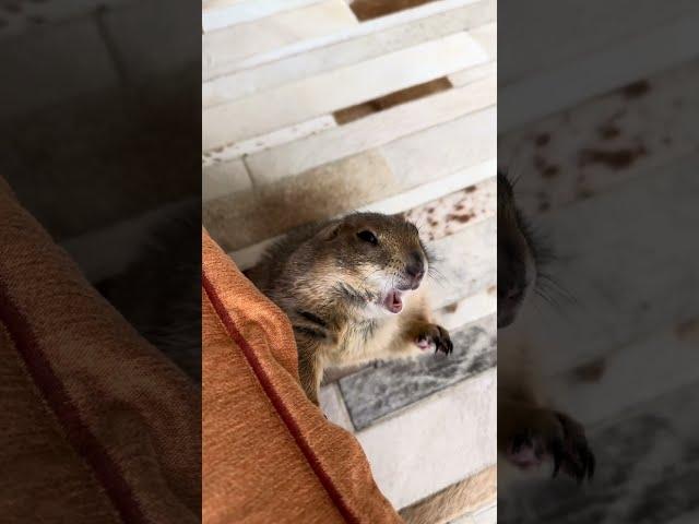 Prairie dog goes from WAHOoO to Watch Out!