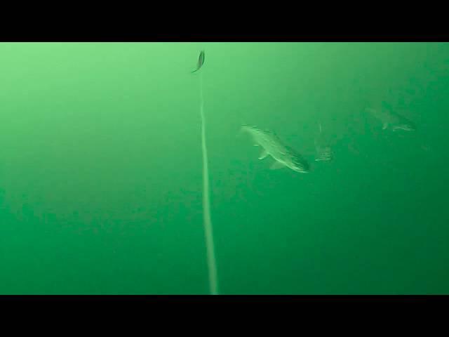 Amazing underwater footage 100 feet below Lake Superior!