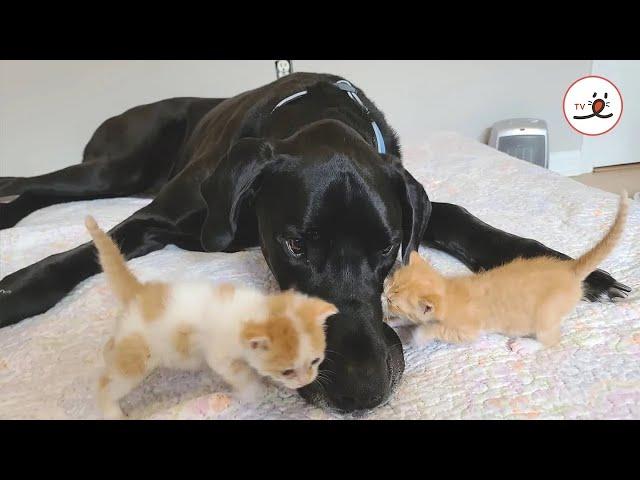 Great Dane Became A Surrogate Mom To Foster Kittens｜PECO【with narration】