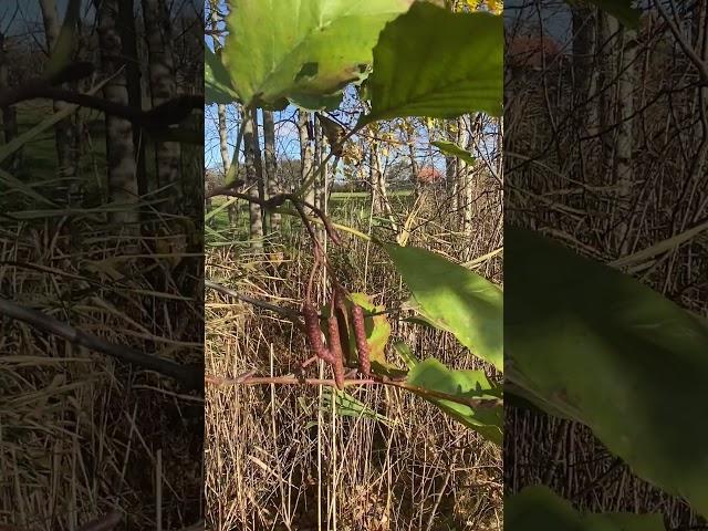 Вільха чорна або клейка (Alnus glutinosa )  #ліс #nature