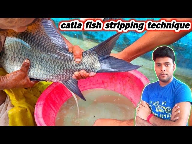 cattle fish breeding process | fish egg collection and breeding | fish seed production in india