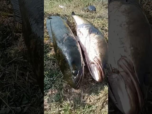 fishing hunting /snake head fish /fish fishing /amazing fishing #fishing #shots #fish #viral #video