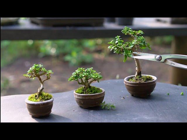 Pruning Bonsai Mini ( Premna microphylla )