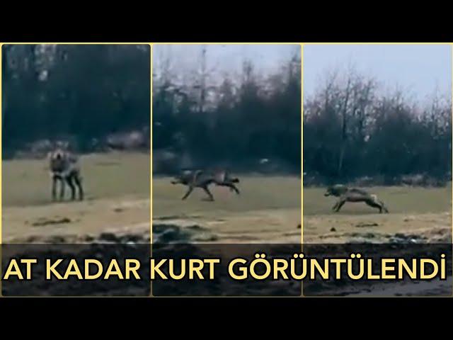 TURKEY'S BIGGEST Wolves (Kangal ENEMY)