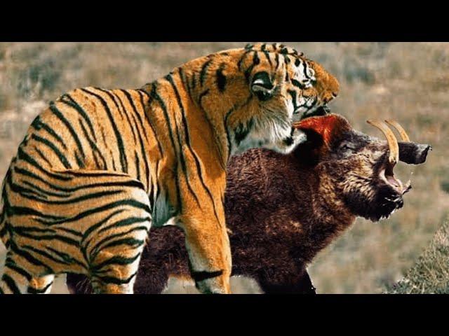 TIGER IN BUSINESS / Tiger vs dog lion bear boar and elephant