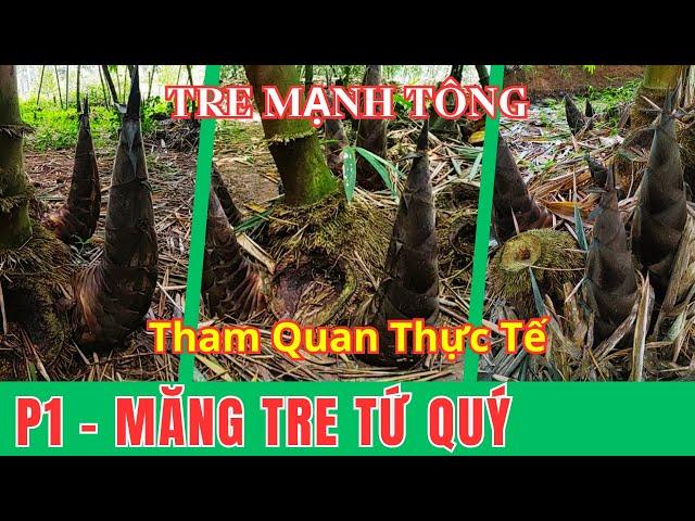 Măng Tre Tứ Quý P1 - Tham Quan Thực Tế | Tre Mạnh Tông | Măng Tre Quanh Năm| Bamboo | Vườn Năm Thiên