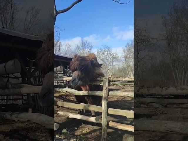 Верблюжья ферма Краснодарский край.