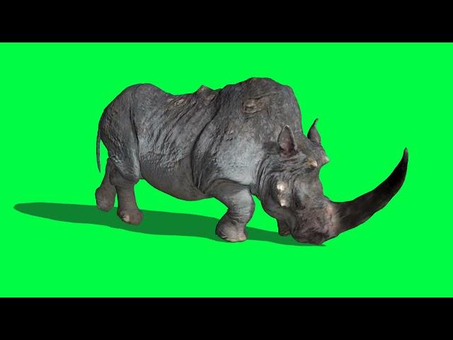 Rhinoceros sprint Side Green Screen 3D Rendering Animation Animals | premium Videos Free