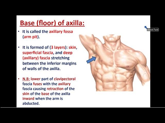 Anatomy of Axilla and Brachial Plexus - Dr. Ahmed Farid