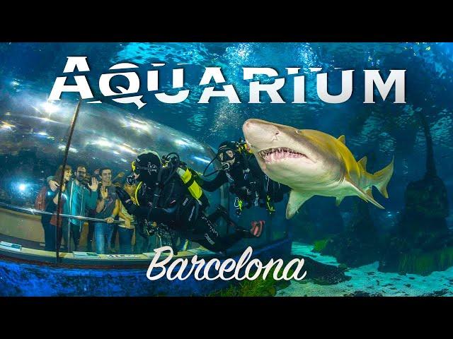 Barcelona Aquarium: An Immersive Ocean Adventure 