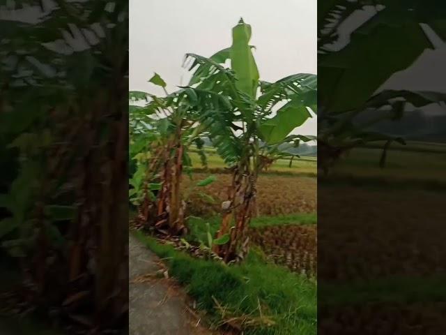 Keindahan Suasana Di Desa Setelah Hujan #relaxing #alam #nature